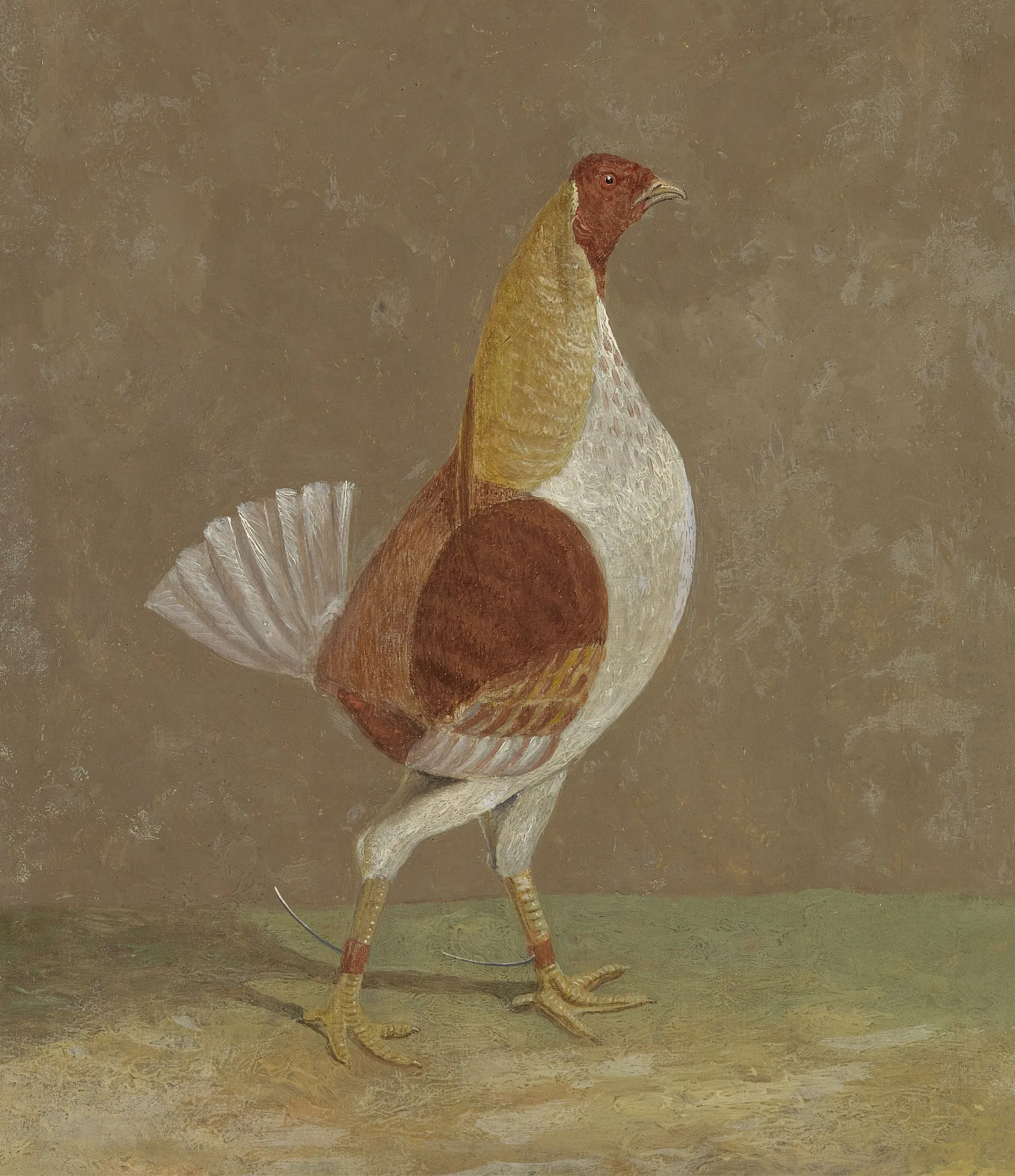 Fighting Cocks: A Pale-Breasted Fighting Cock