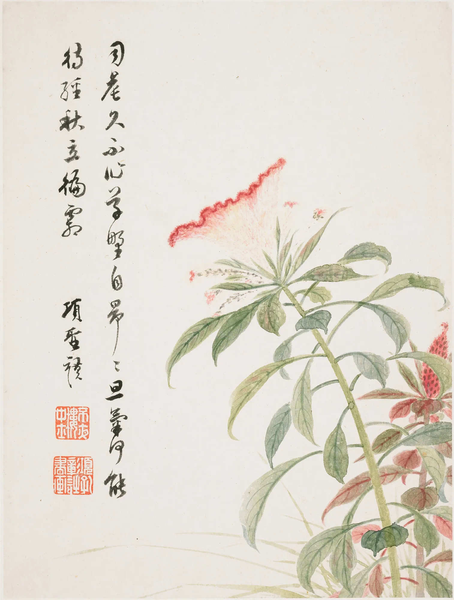 Cockscomb Flower