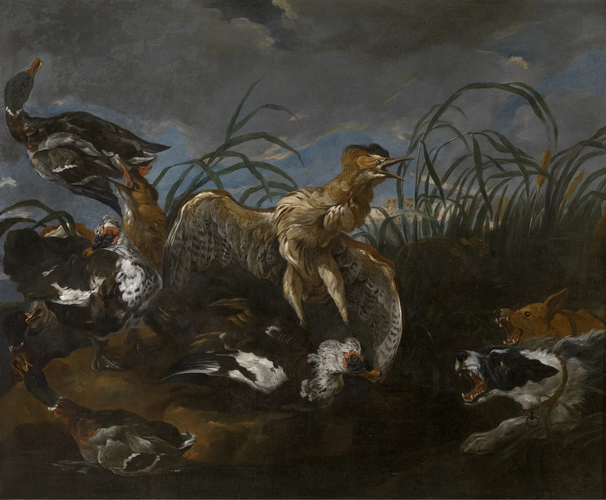 Bittern and Ducks Startled by Dogs