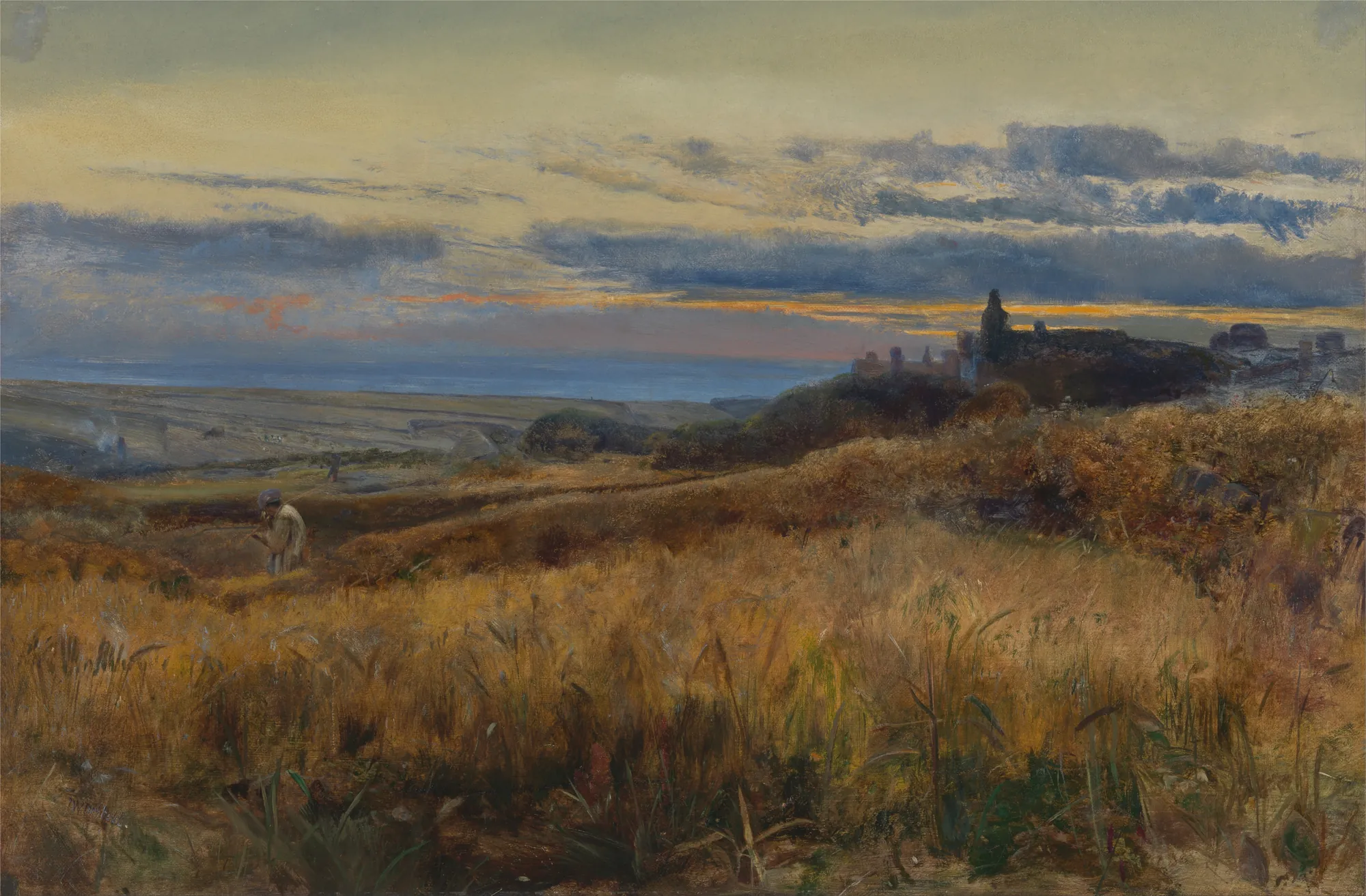 Cornfield at Sunset