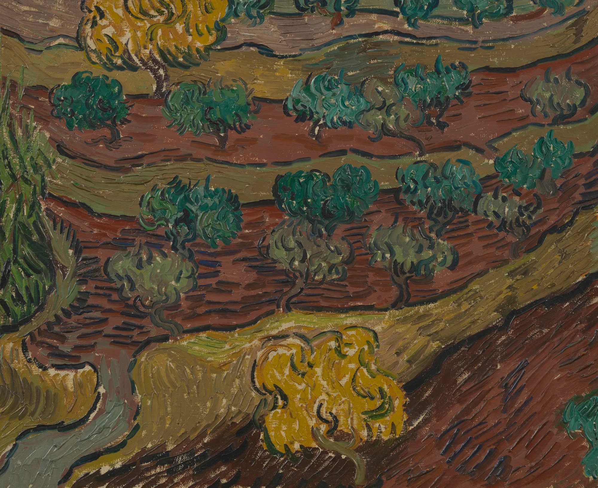 Olive Trees on a Hillside