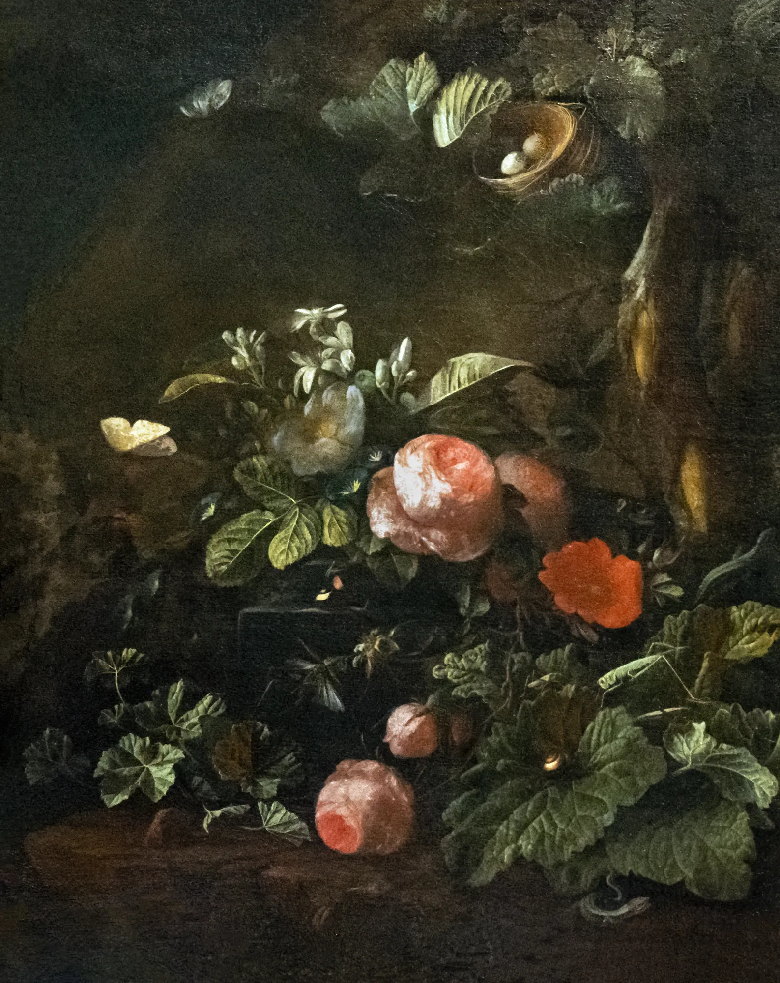 Roses, Flowers, Insects and Snakes