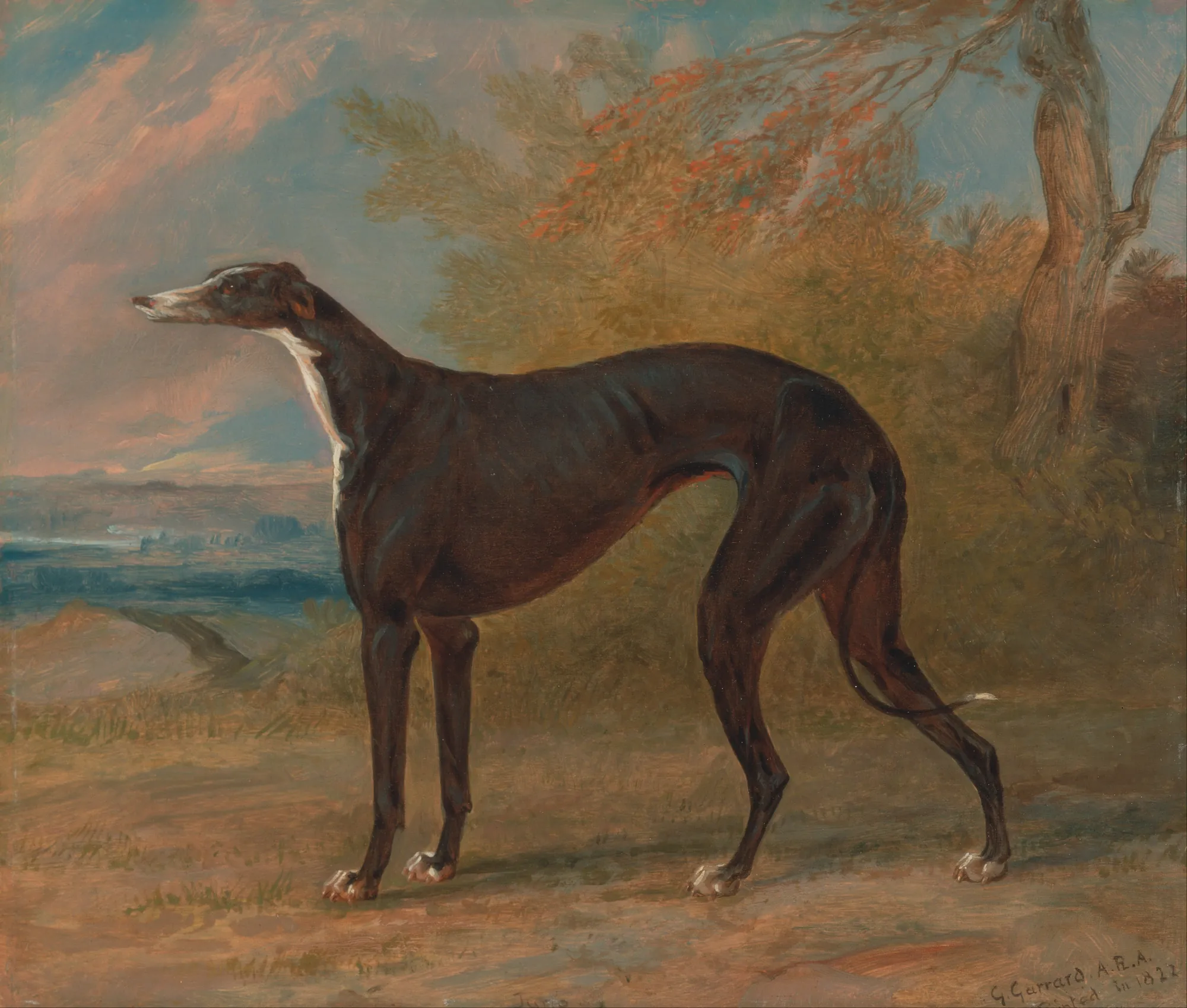 The Greyhound Juno