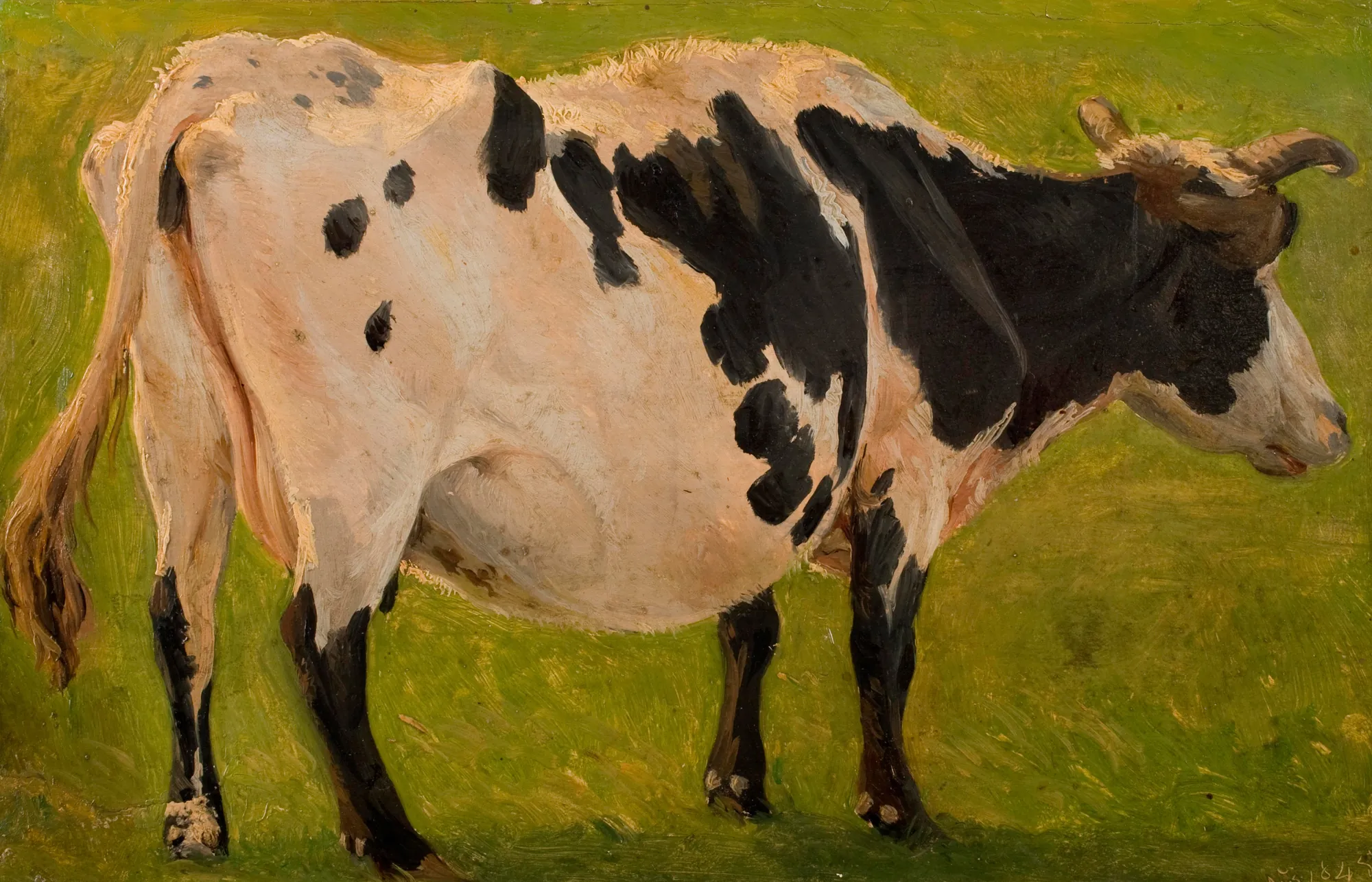 Black and White Cow