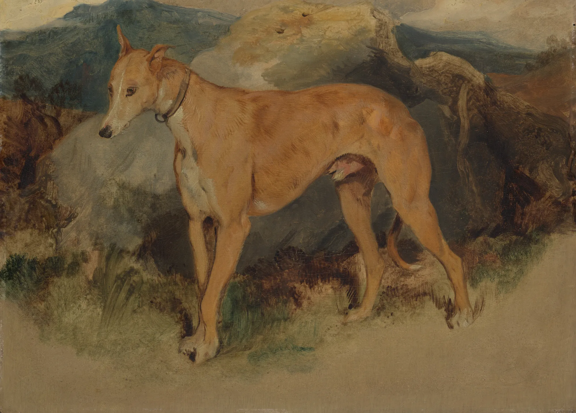 A Deerhound