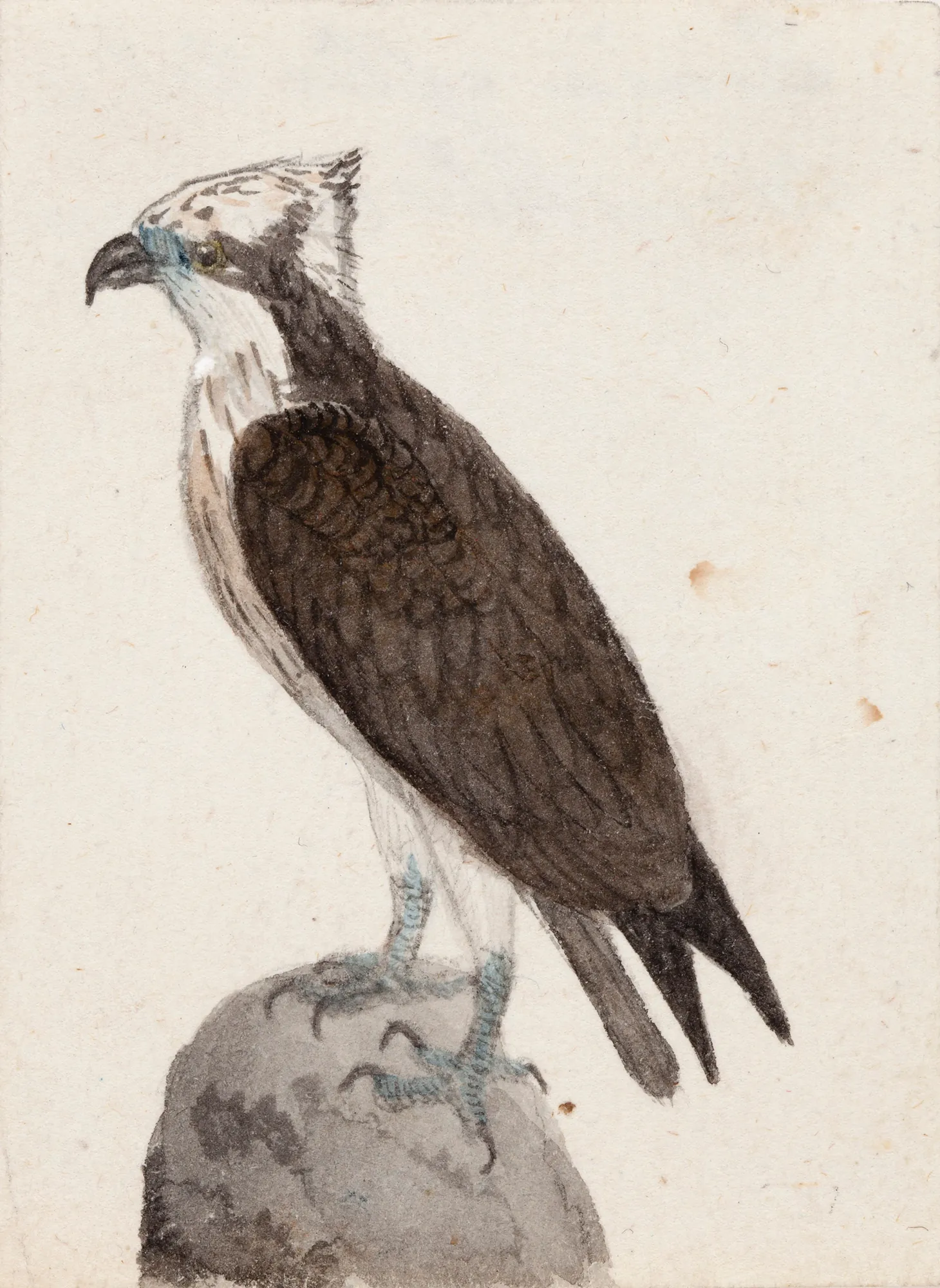 Osprey Osprey by Ferdinand von Wright. A detailed naturalist drawing of an osprey perched on a rounded rock against a plain off-white background.