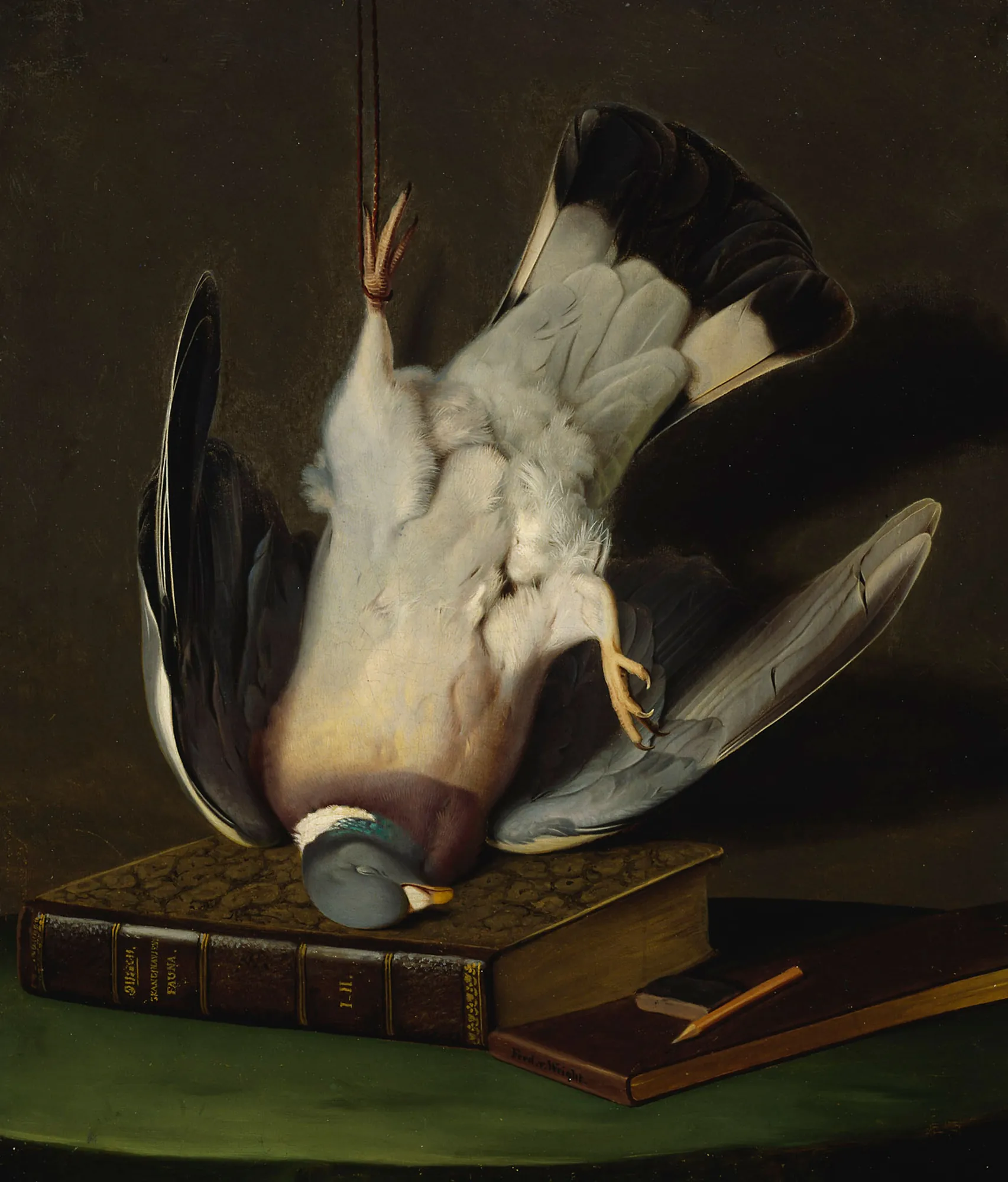 A Dead Wood Pigeon
