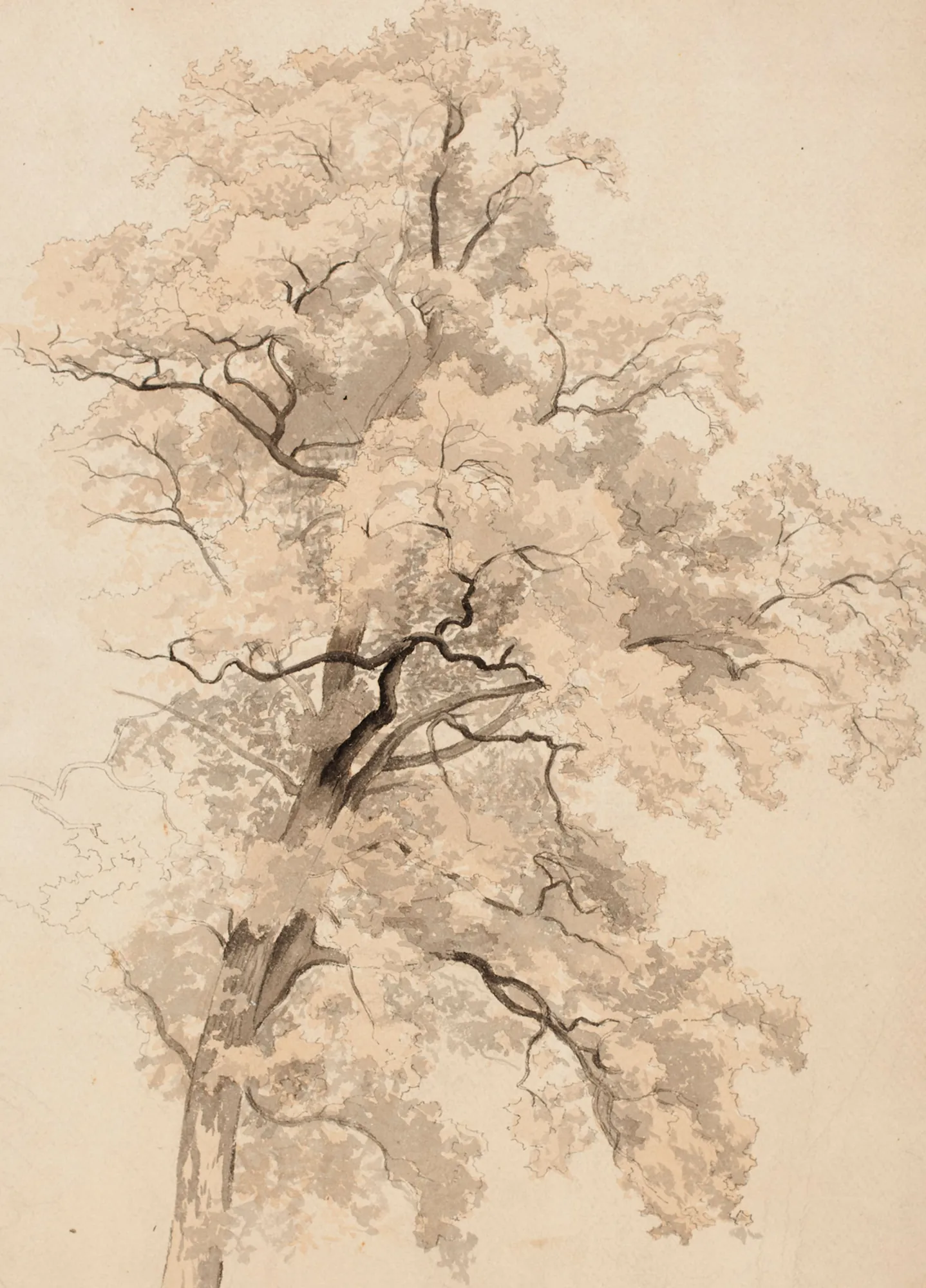 Deciduous Tree (Lehtipuu)