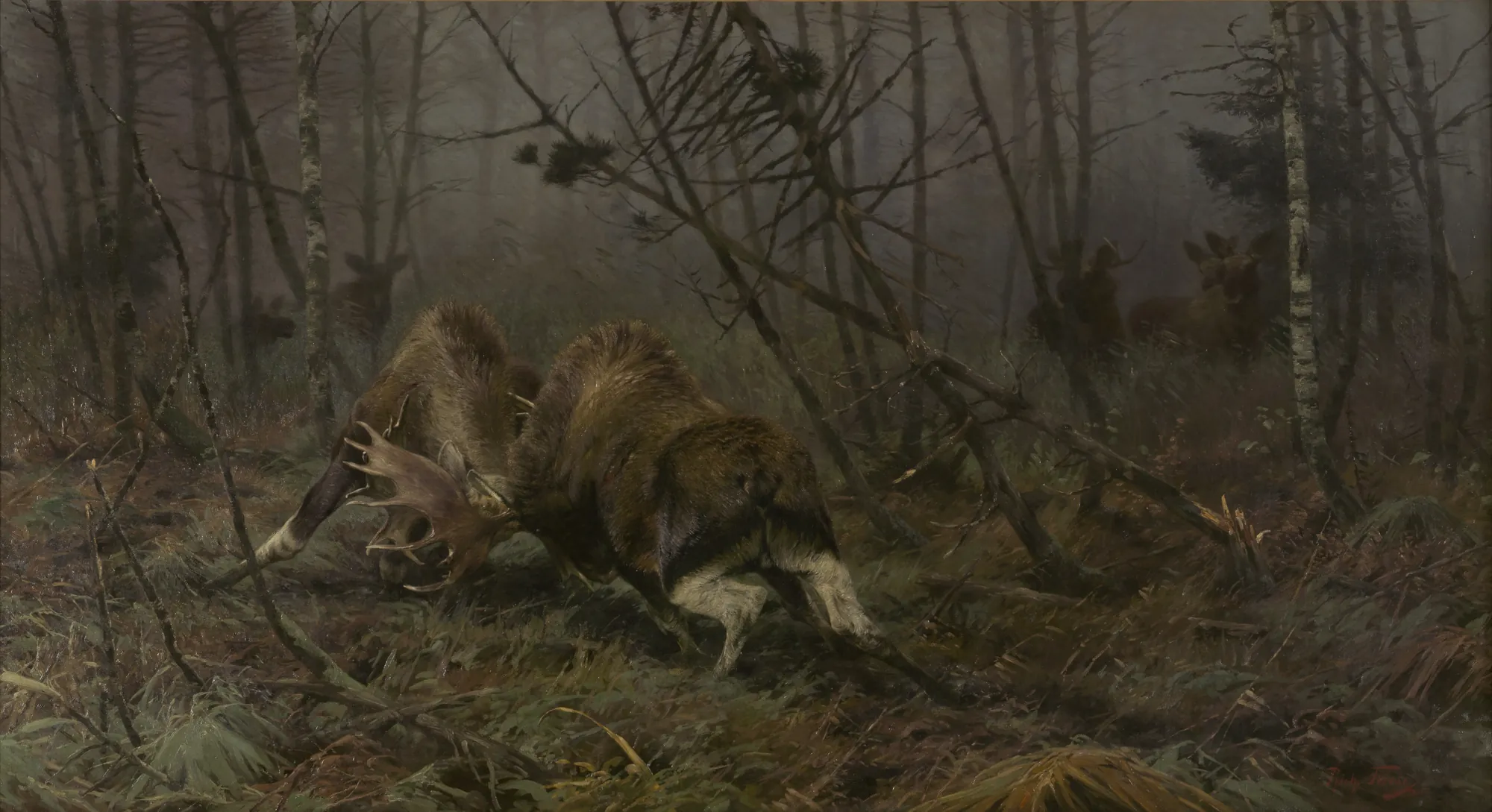 Two Fighting Moose