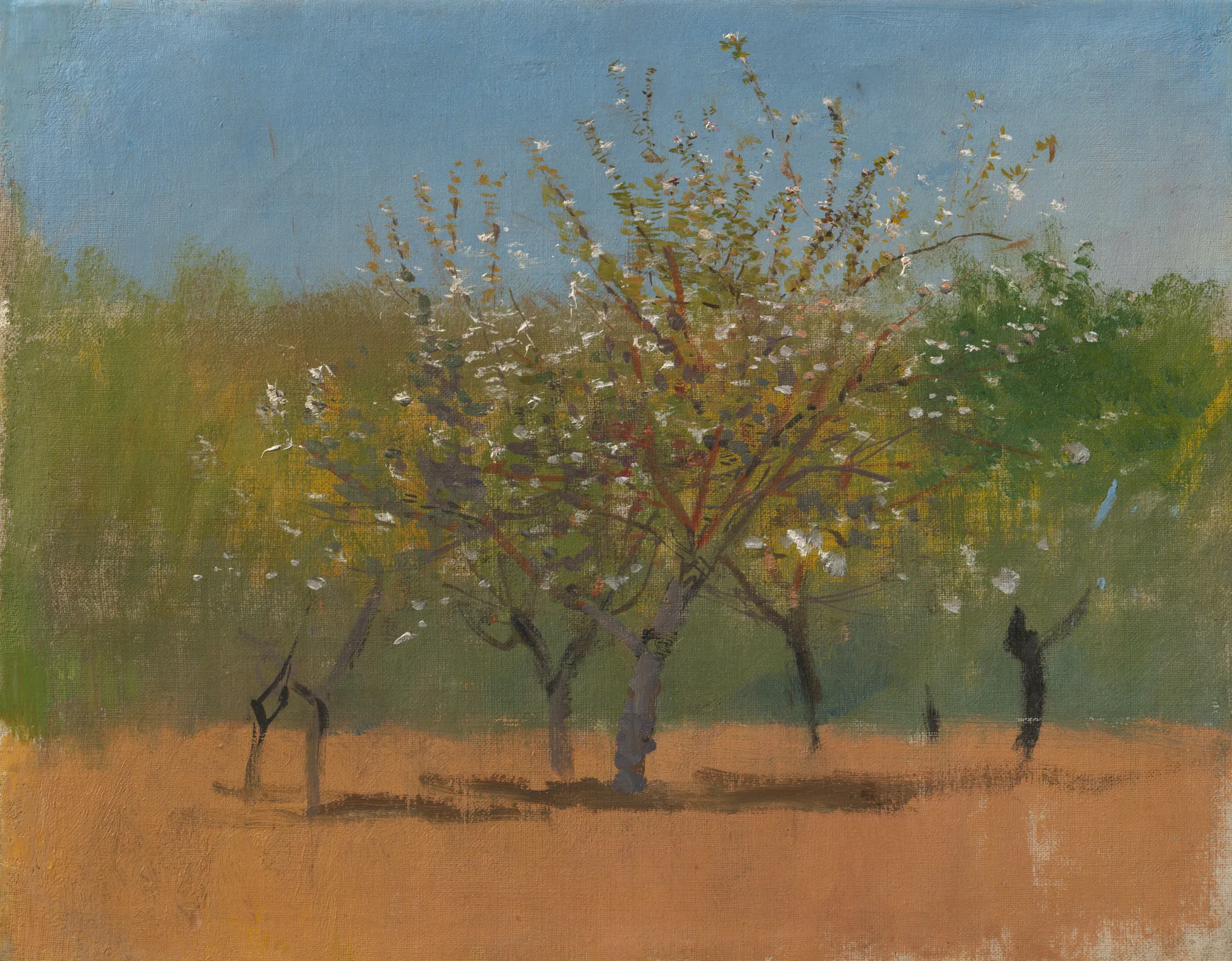 Blooming Trees (Rozkvitnuté stromy)
