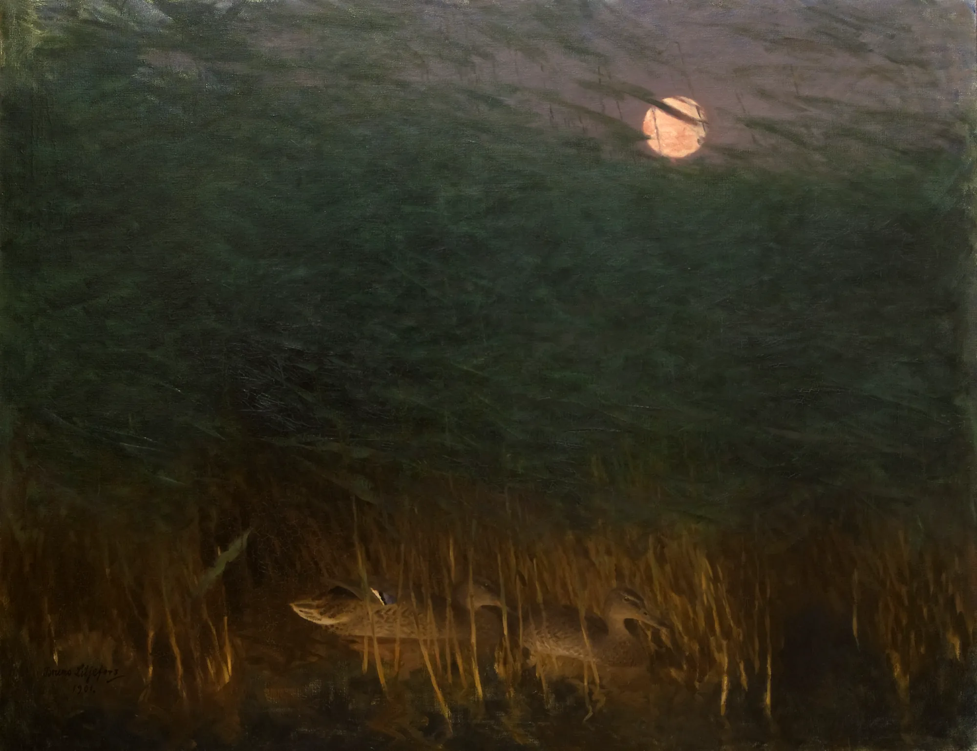 Nocturnal Mood with Wild Ducks