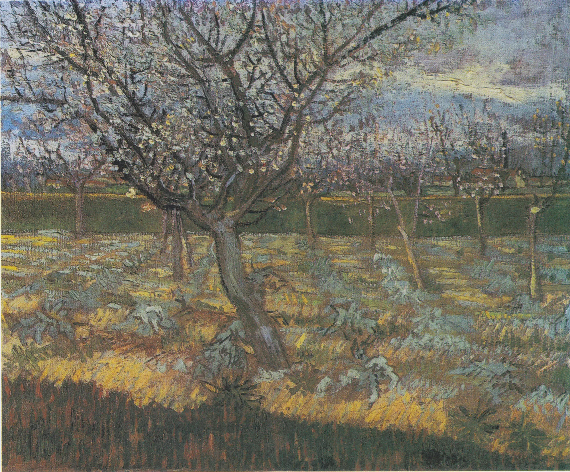 Apricot Trees in Blossom Apricot Trees in Blossom by Vincent van Gogh. A sun-lit orchard features blossoming apricot trees with twisted trunks, painted with thick impasto brushstrokes in a palette of blues, yellows, and pinks.