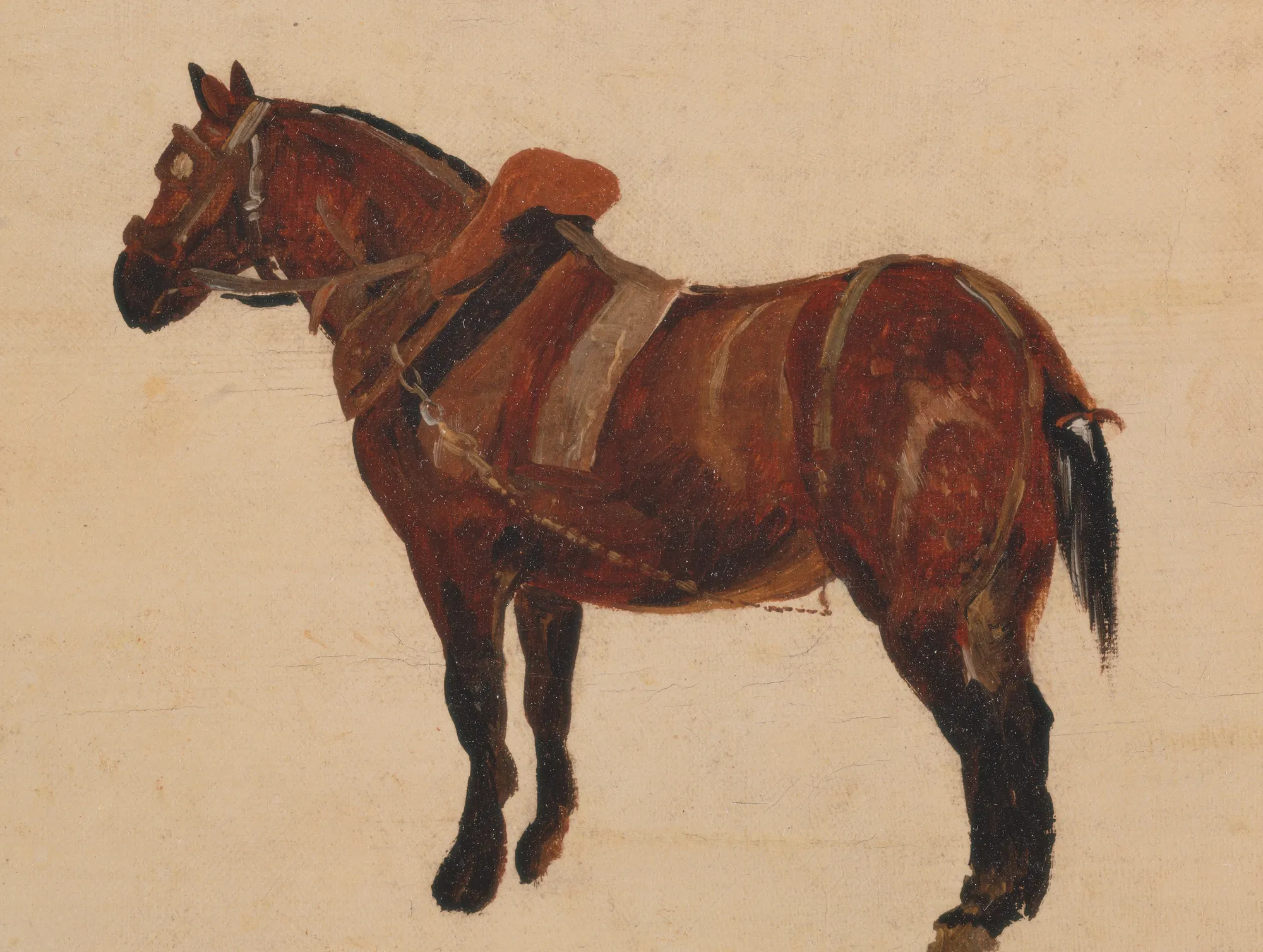 Study of a Working Horse