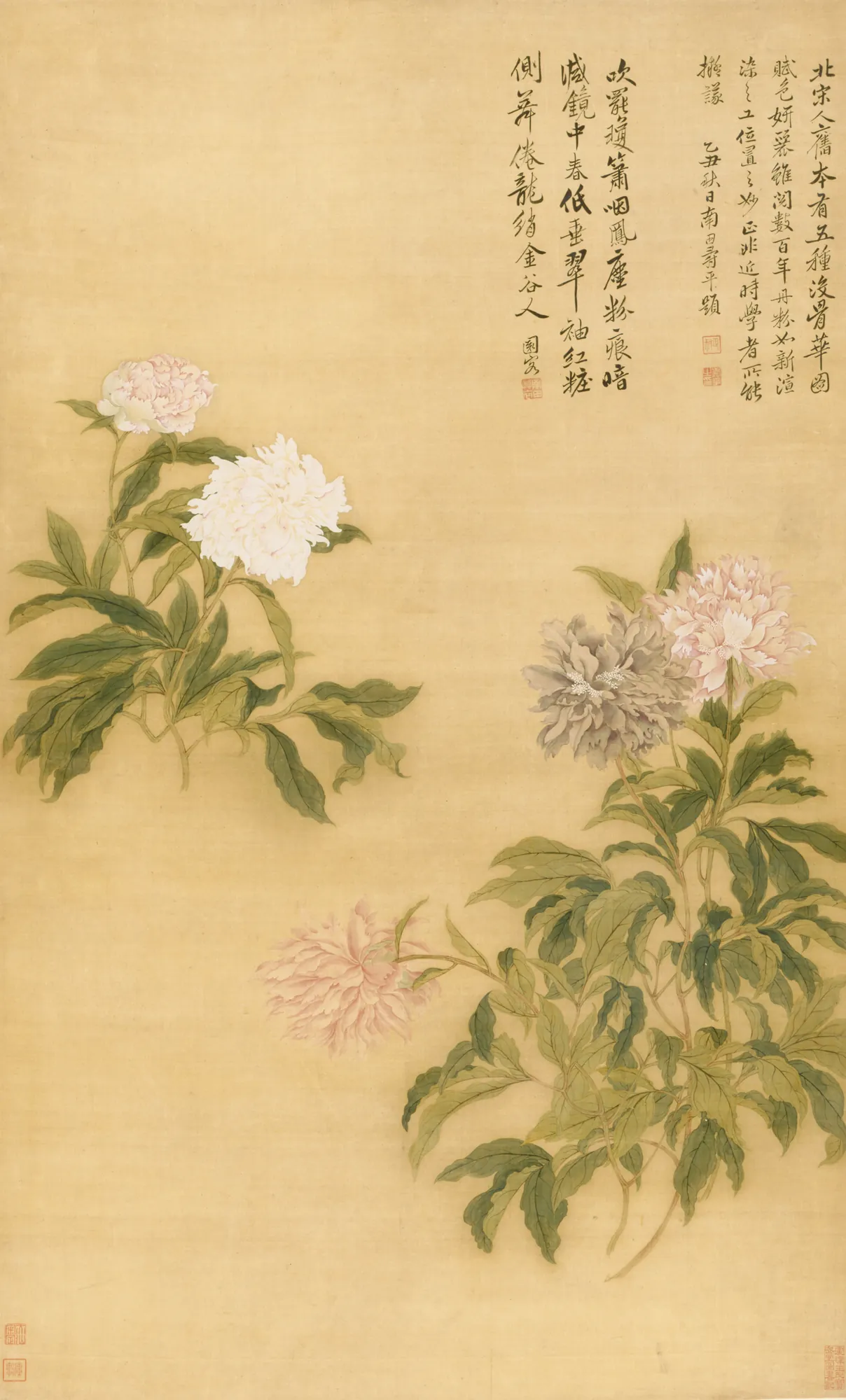 Herbaceous Peonies