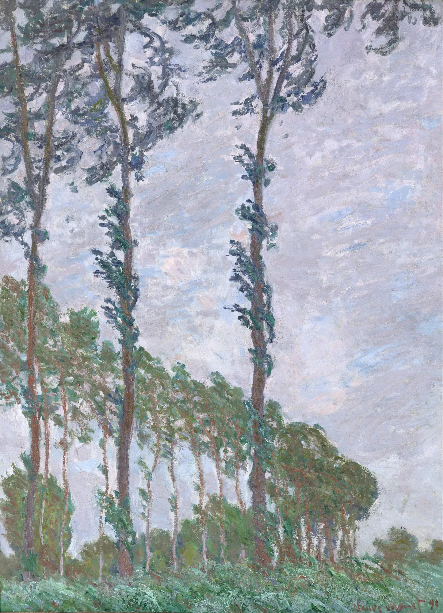 Wind Effect, Row of Poplars