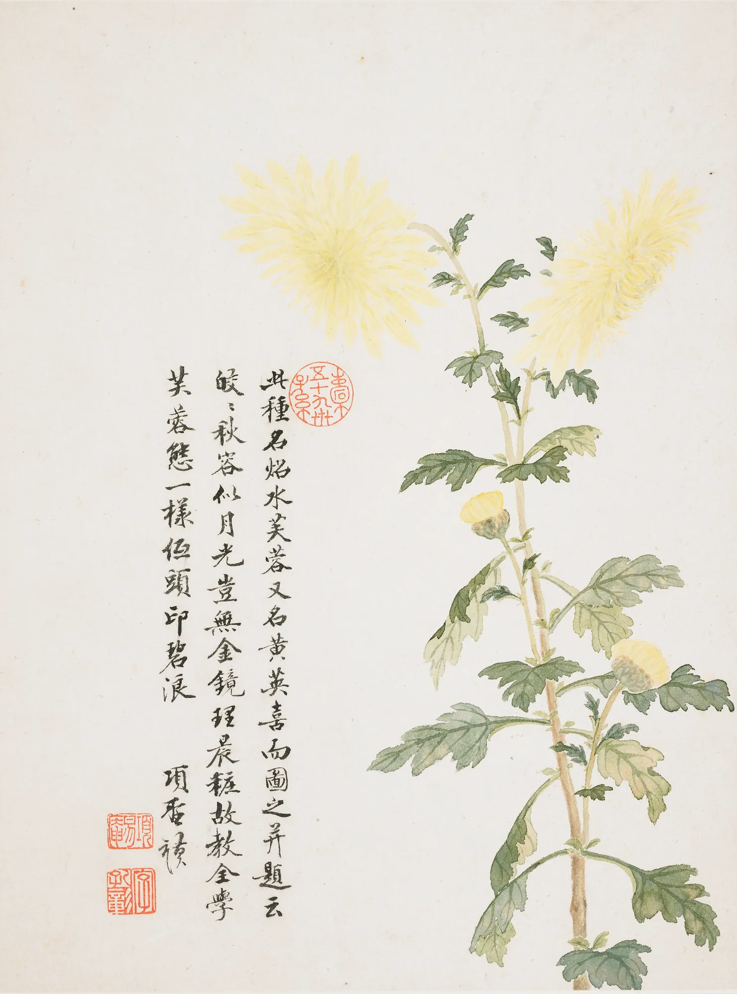 Hibiscus