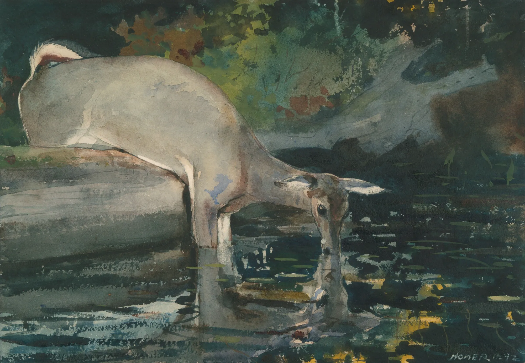 Deer Drinking
