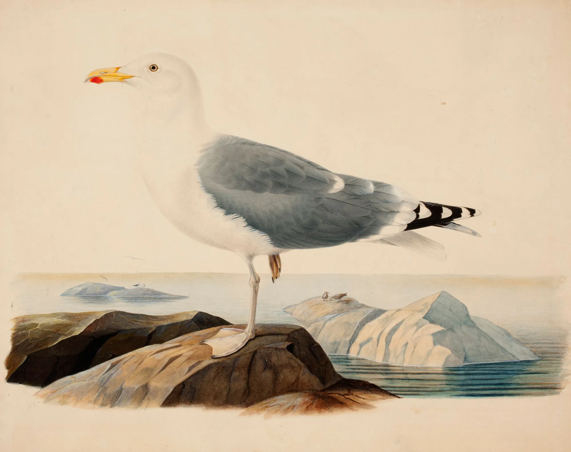 European Herring Gull