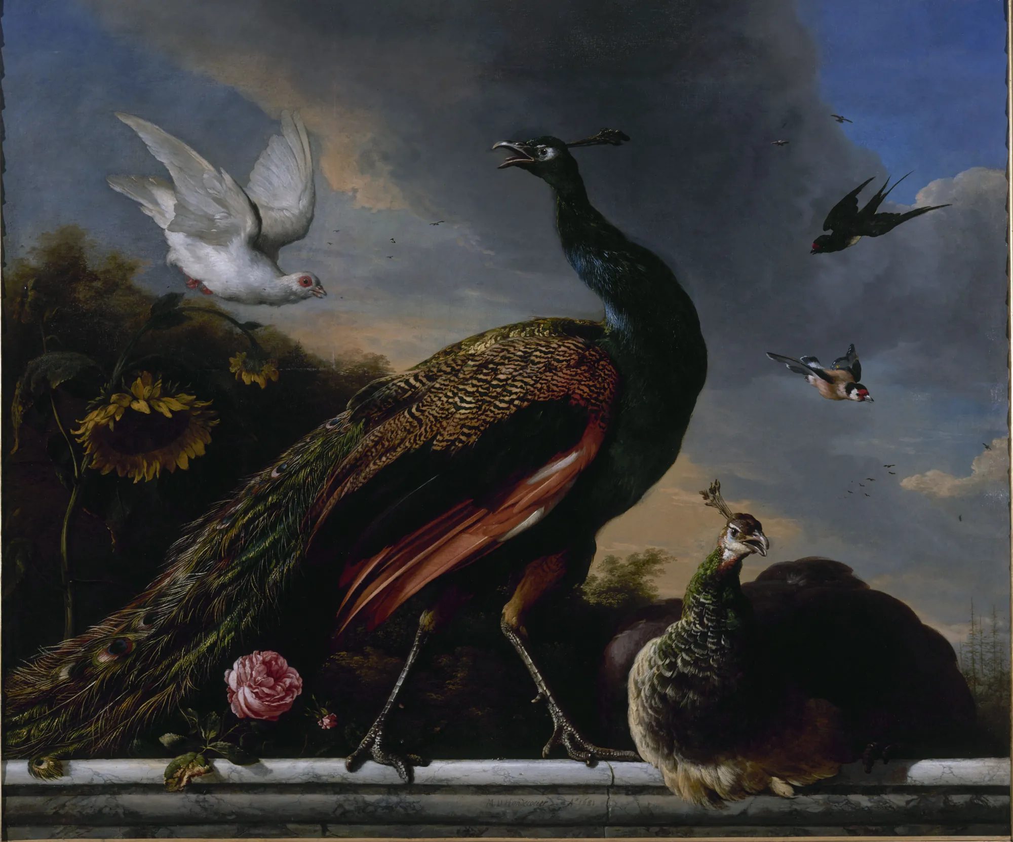 Peacocks, Male and Female (Paons, mâle et femelle)