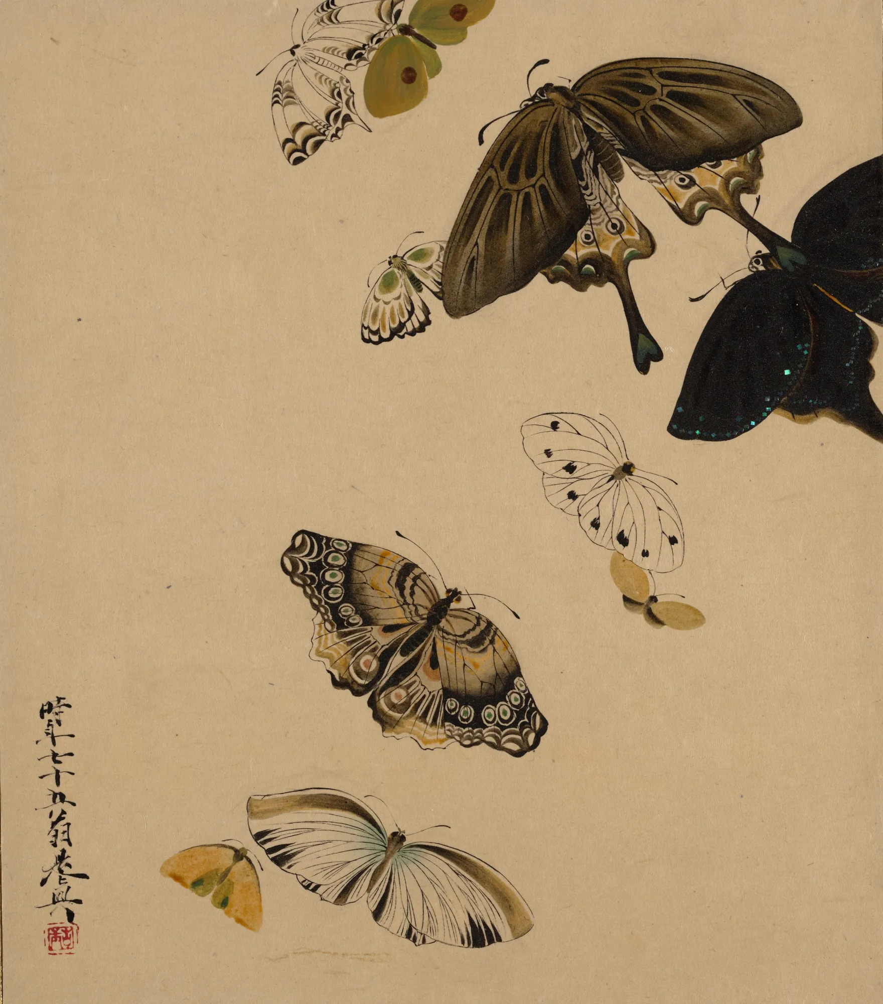 Butterflies