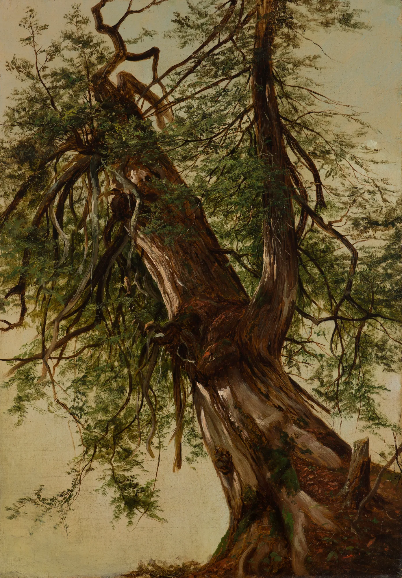 Study of a Cedar