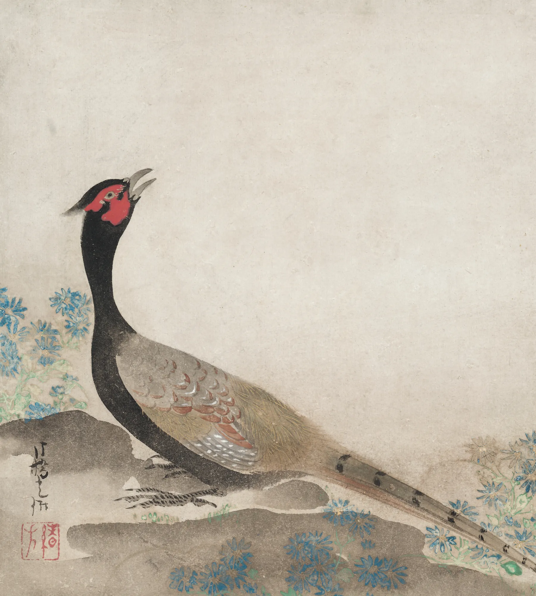 Pheasant