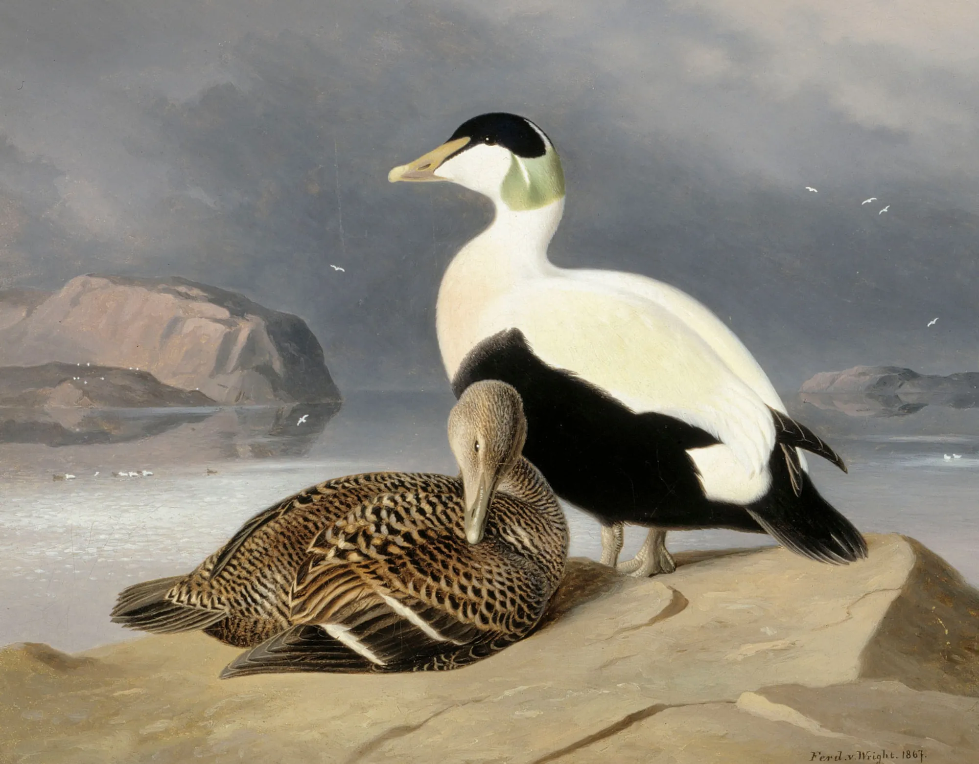 Two Eiders
