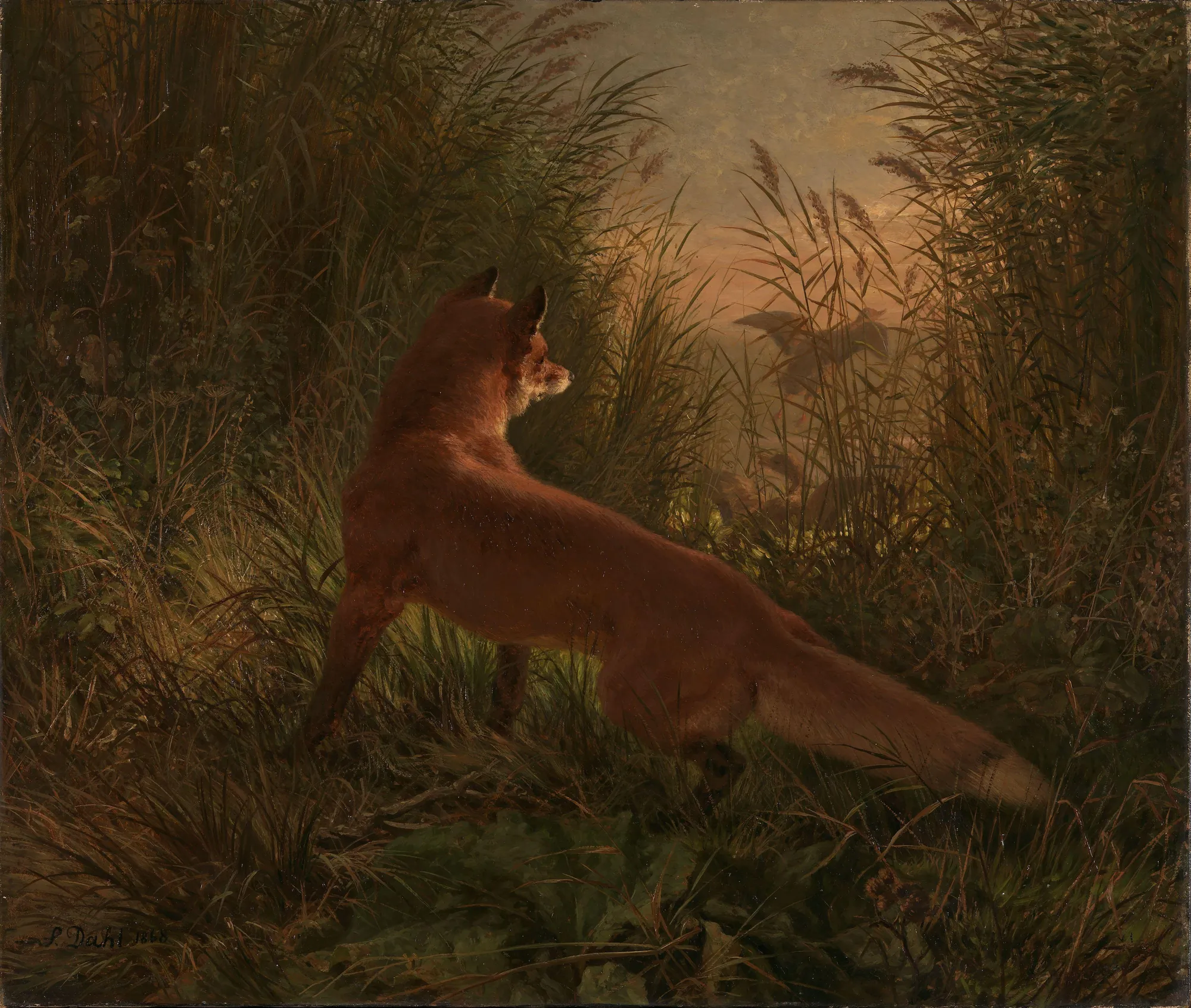 A Fox