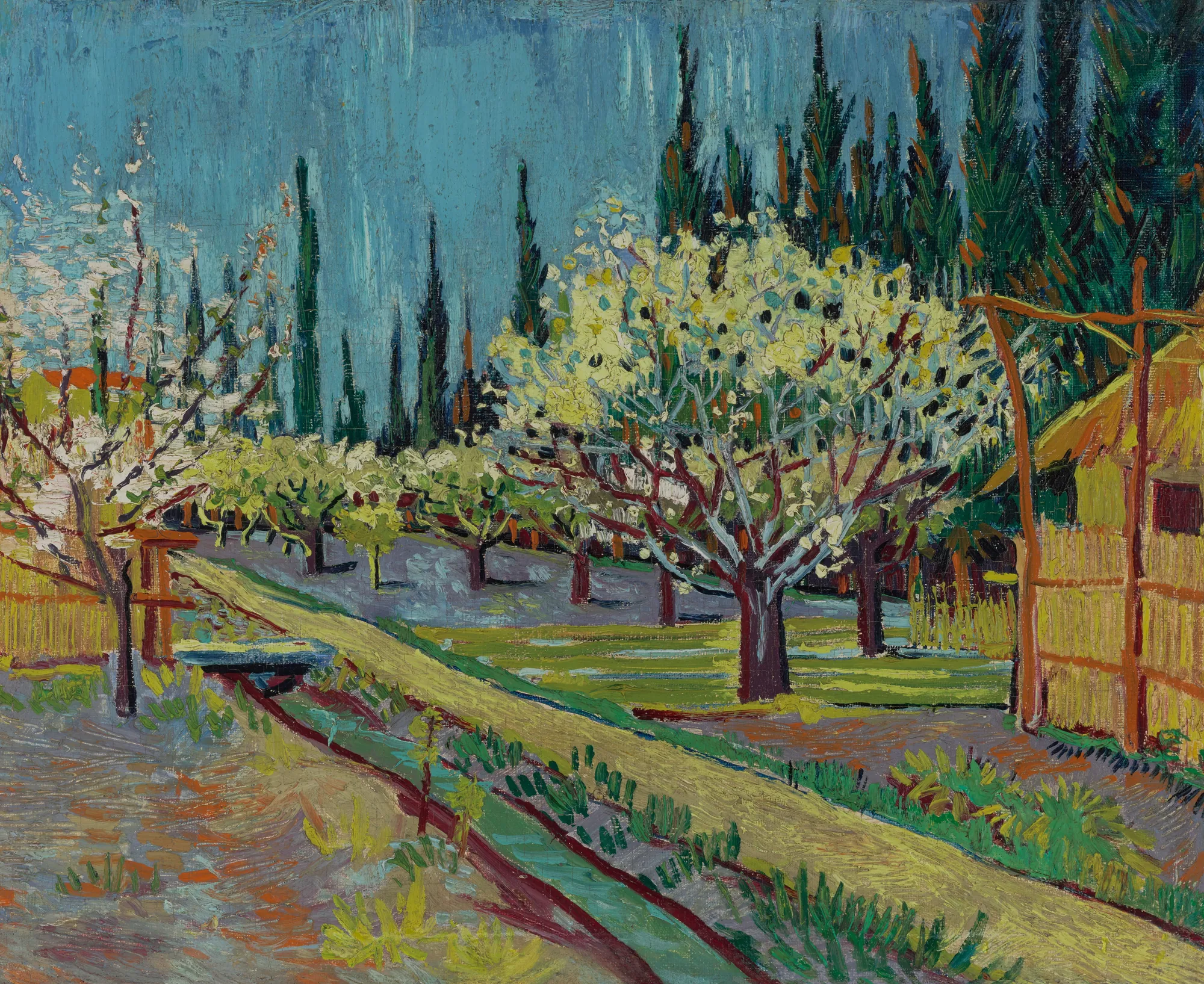Flowering Orchard Surrounded by Cypresses