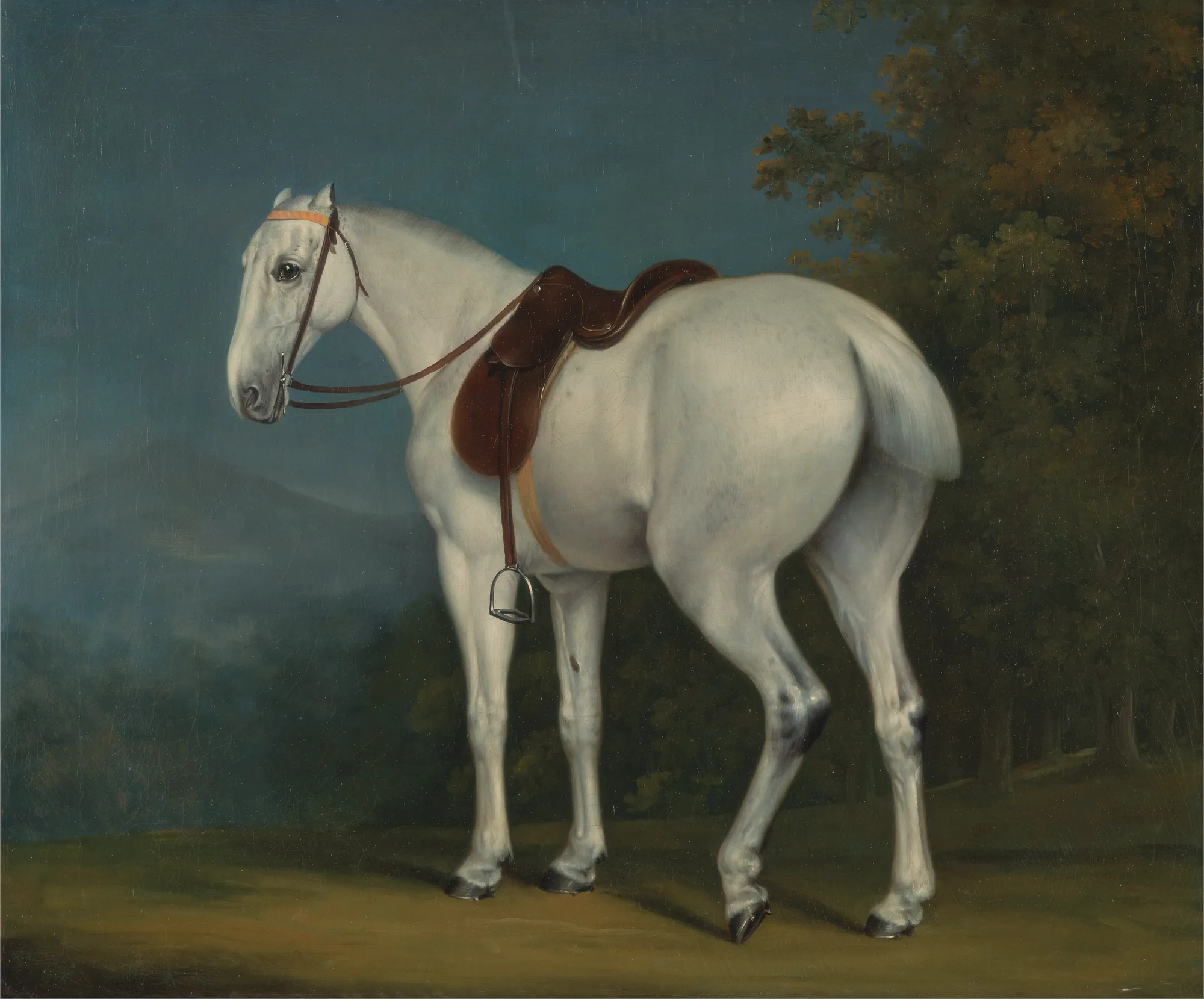 A Lady's Grey Hunter