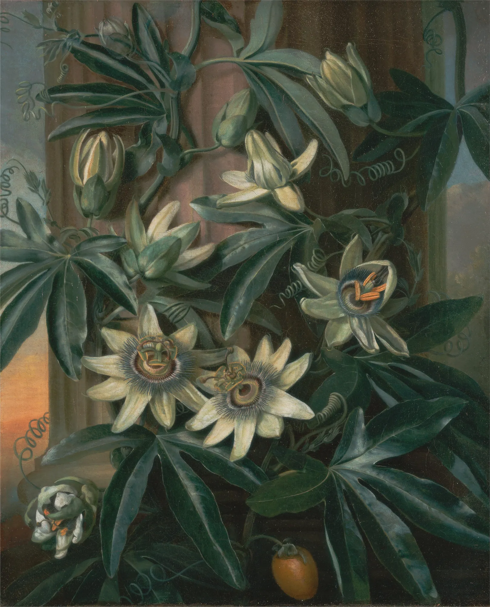 The Blue Passion Flower
