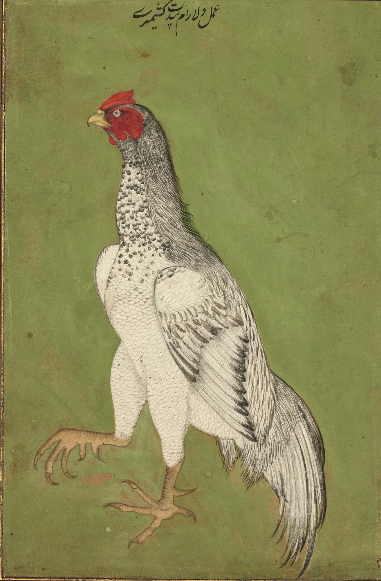 Rooster